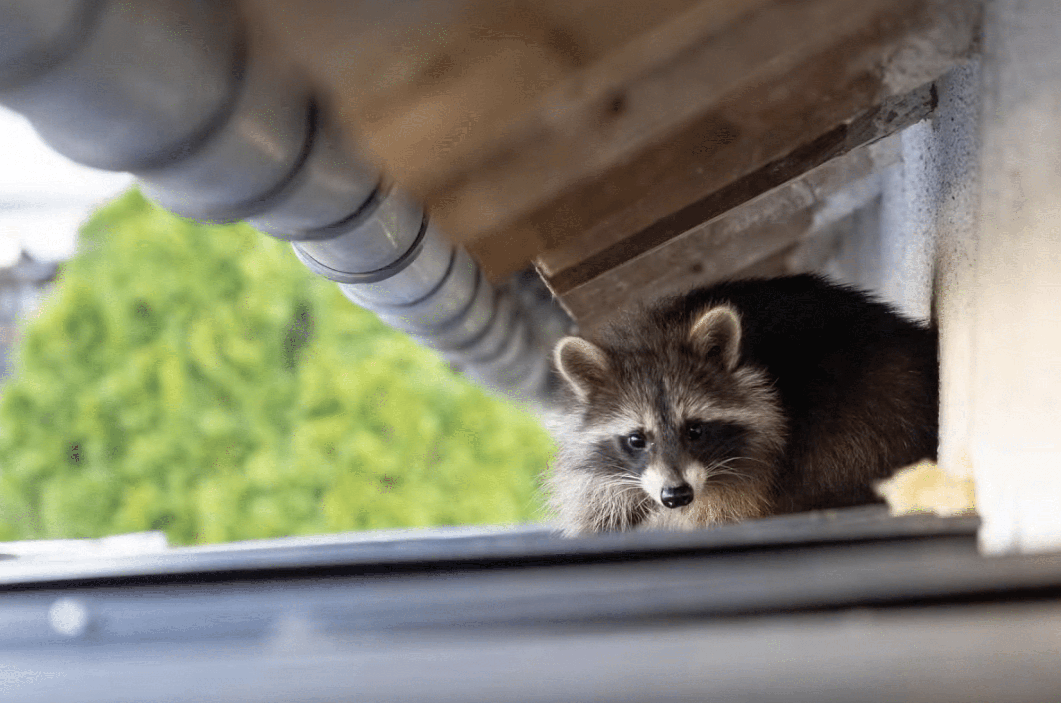 Raccoon on Roof